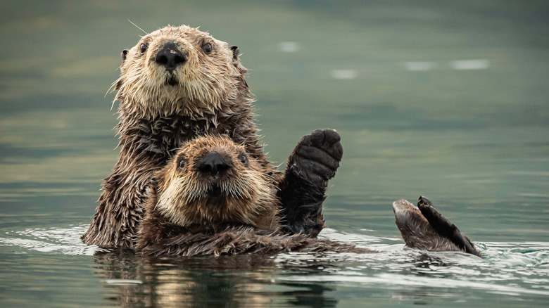 A pair of otters swimming
