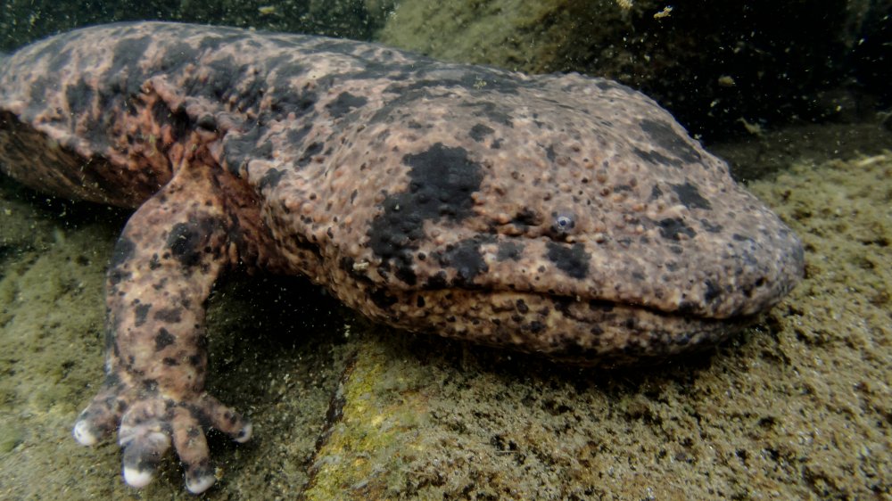 A Japanese giant salamander moves around