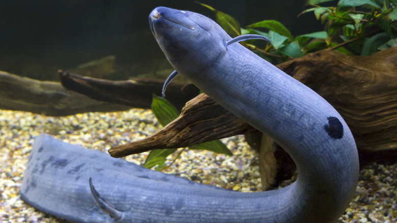 South American lungfish inspiration for minhocão