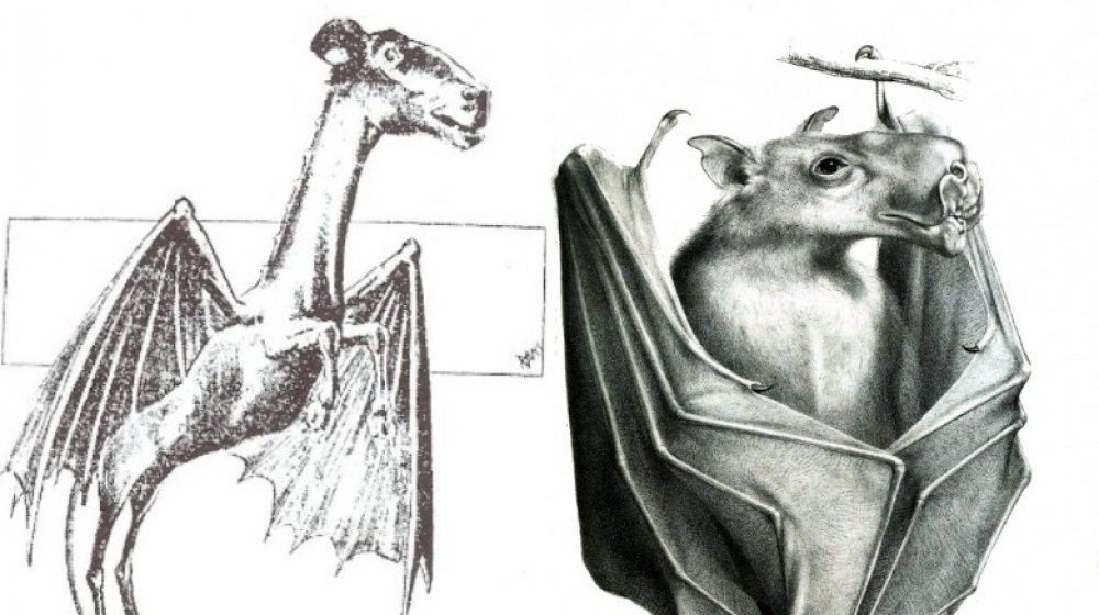 Comparing the Jersey Devil and the hammerhead bat