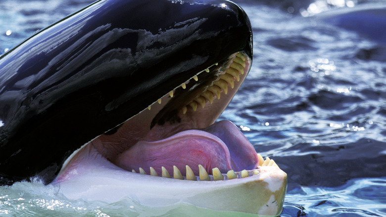 A killer whale opens its mouth