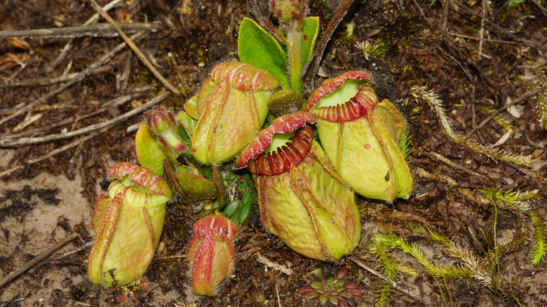 Cluster of wild cephalotus pitchers