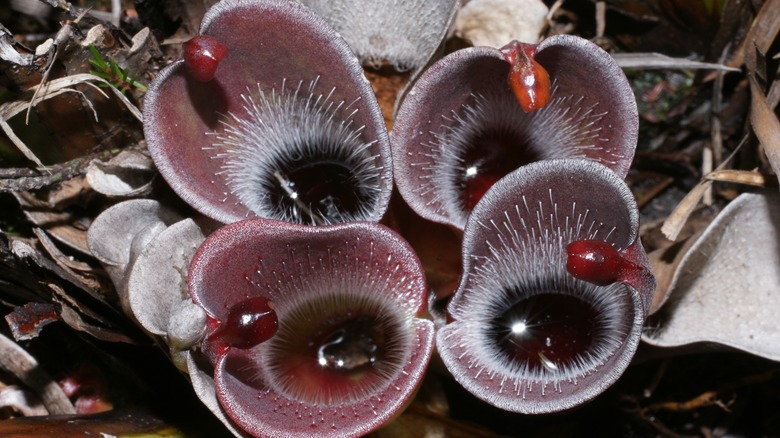 Heliamphora pitchers in mountainous highlands