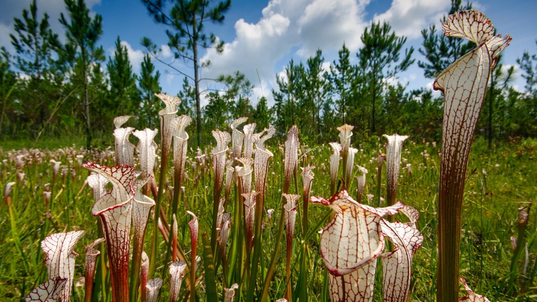 White Sarracenia leucophylla growing wild