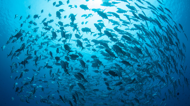 school of Bigeye jacks