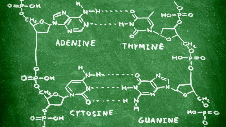 Chemical structure of DNA