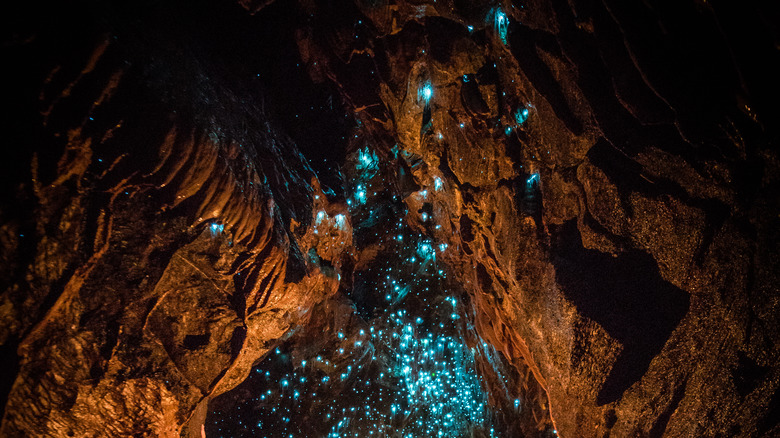 Glow worms bioluminescent cave