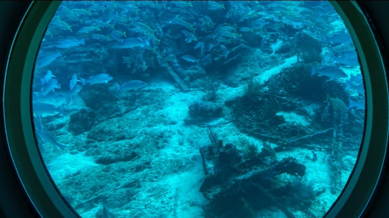 View of fish and sea life through a submarine viewport