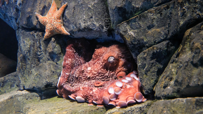 Octopus sleeping