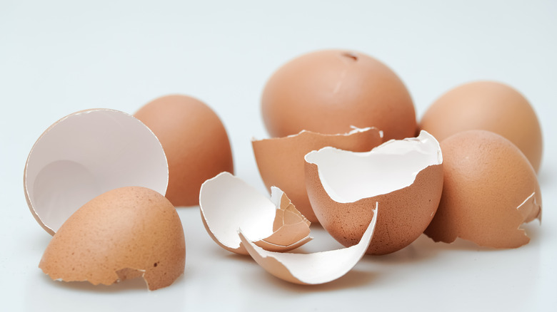 broken egg shells white background