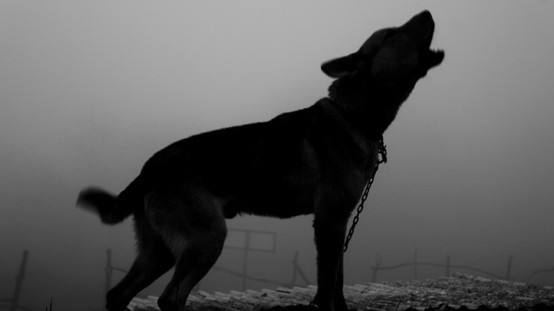 Silhouette of howling black dog