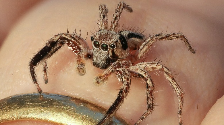 Jumping spider on human finger 