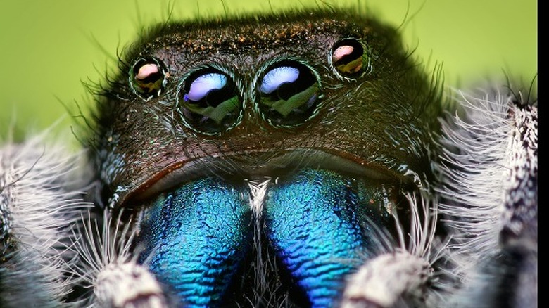 A male jumping spider 