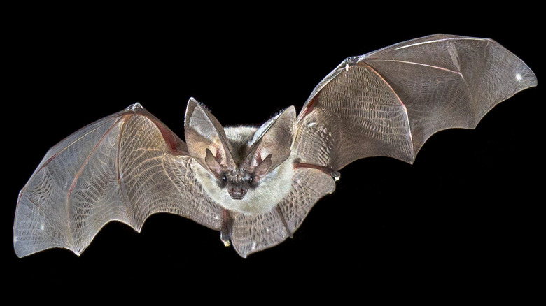 Flying bat isolated on black background