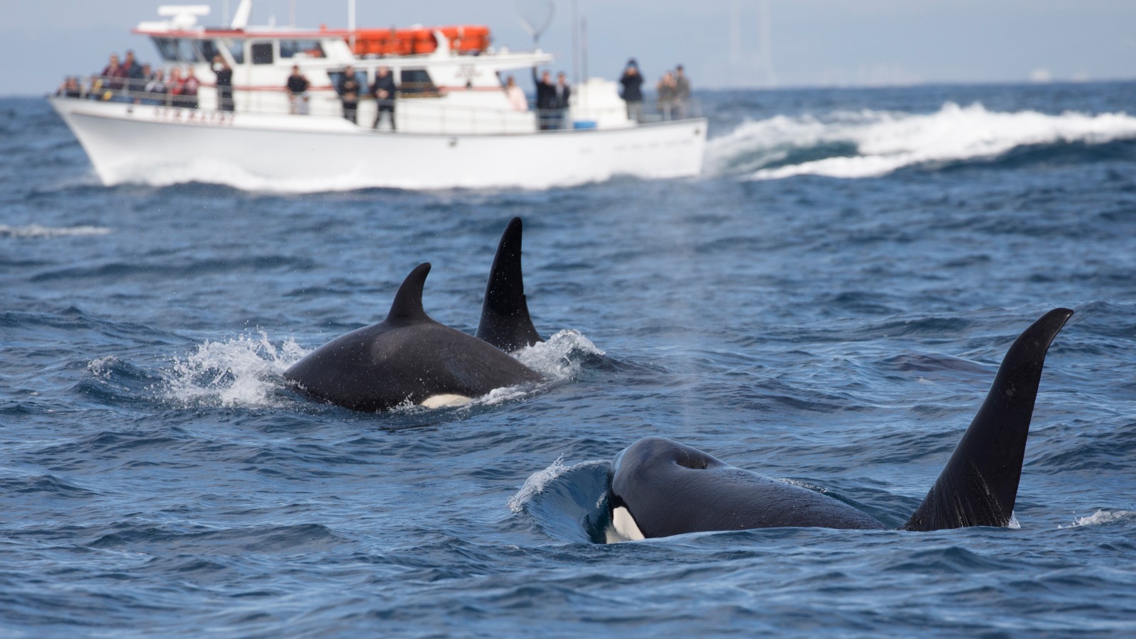 Orcas Have Started Ramming Boats And Scientists Are Worried