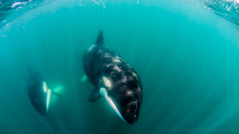 Orcas underwater