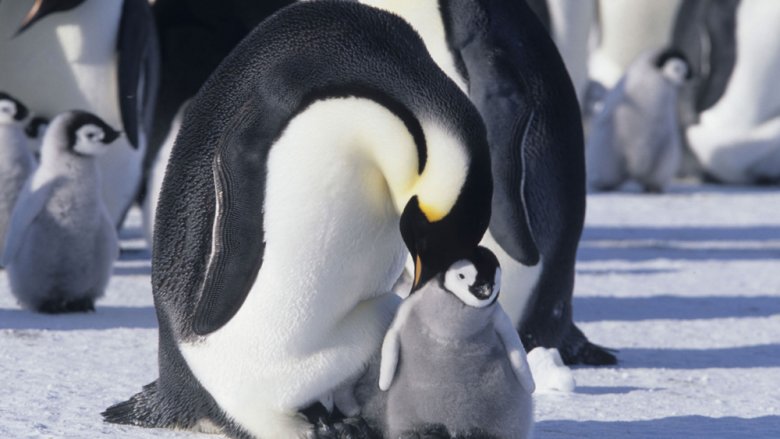 March of the Penguins