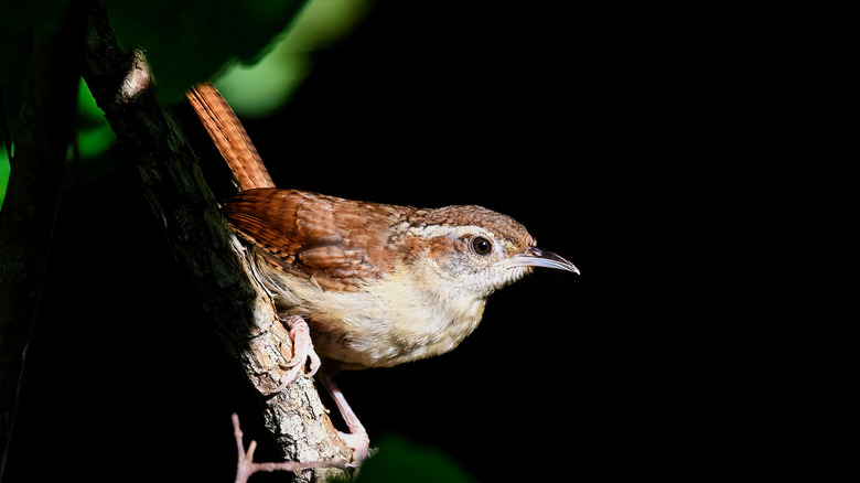 wren perched on a branch