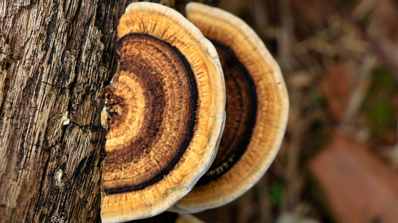 fungus on decaying matter