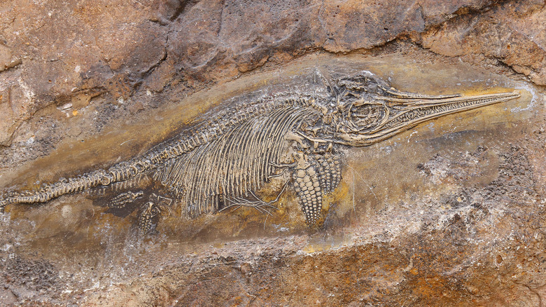 Icthyosaur fossilized remains in rock