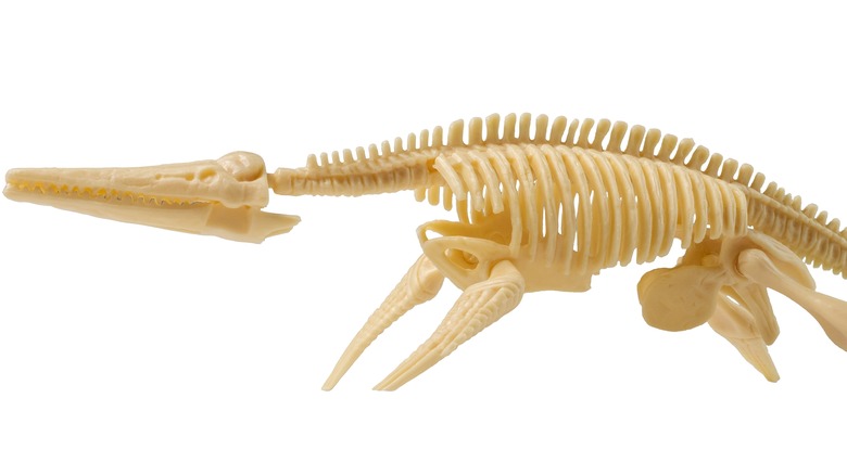 Icthyosaur skeleton replica model