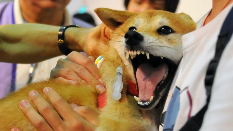 Rabies vaccination