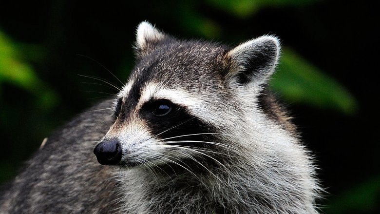 Raccoon