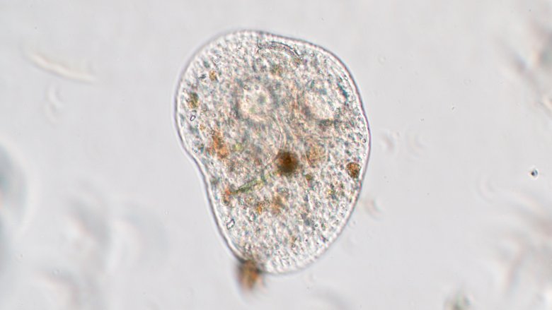 Amoeba proteus