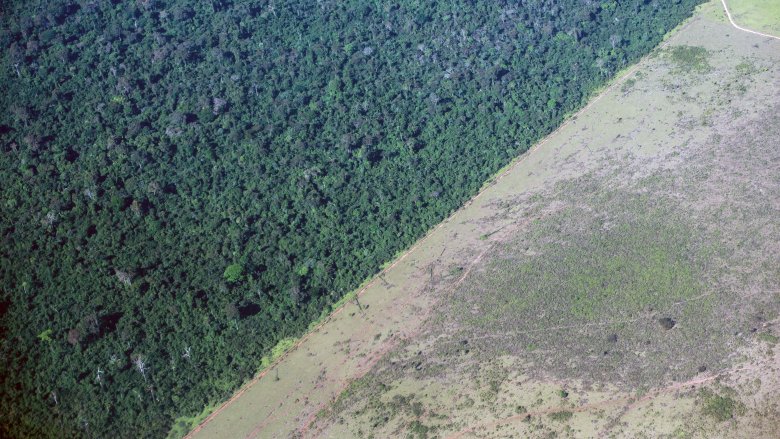 The Amazon Rain Forest