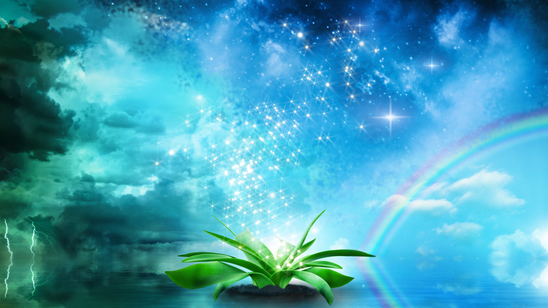 Plant with celestial imagery 