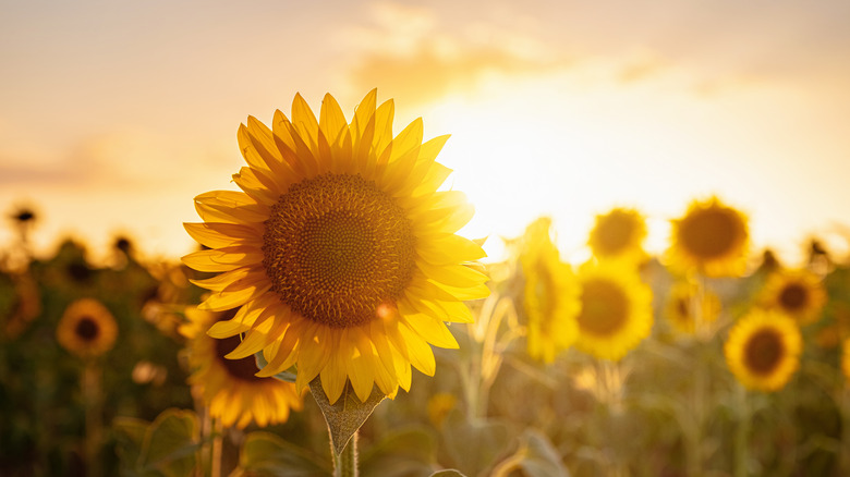 sunflowers in the Midwest