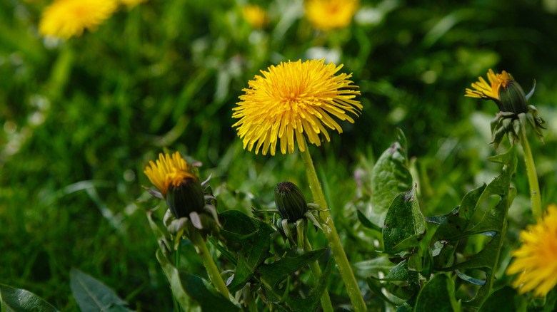 Dandelions in bloom