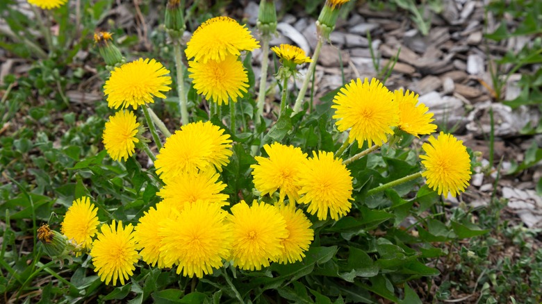 Dandelions blooming