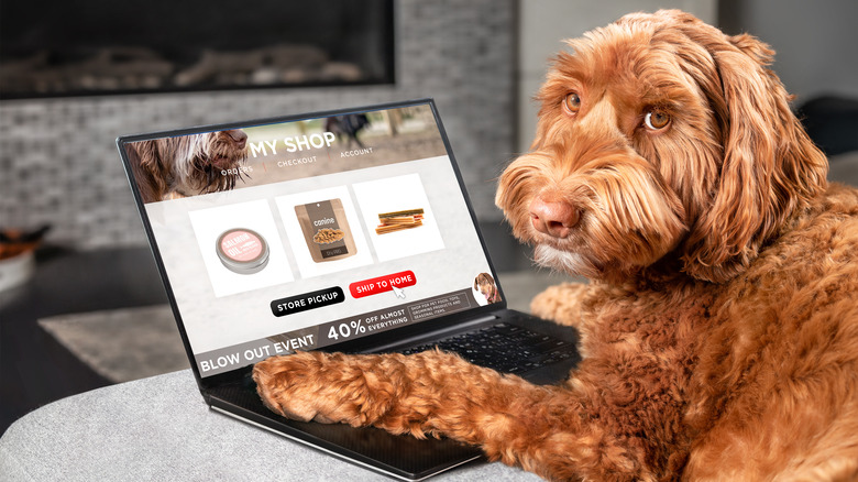 Labradoodle dog with laptop