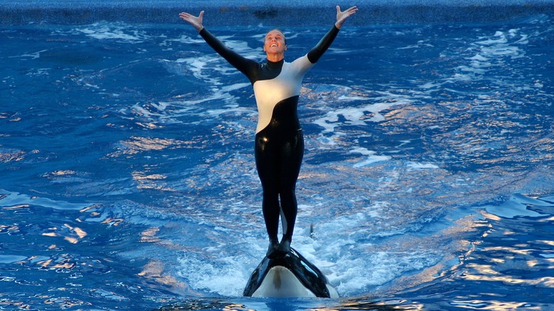 Dawn Brancheau riding on a killer whale