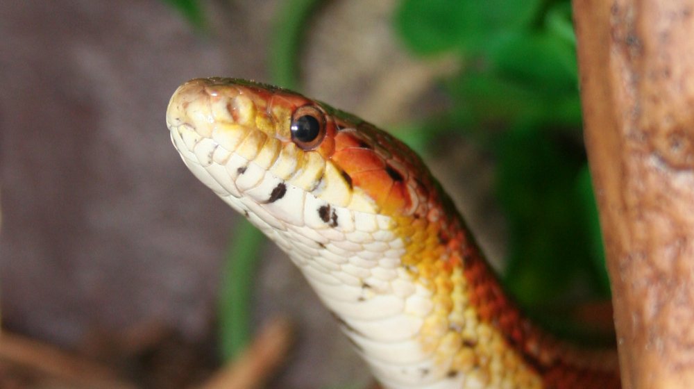 Corn snake