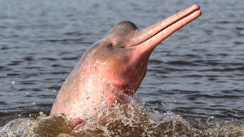 Close-up of an Amazon River dolphin breaching