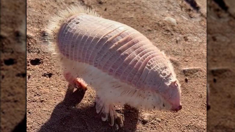 Pink fairy armadillo on sand