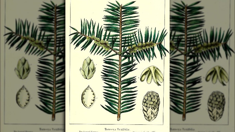 stinking cedar illustration