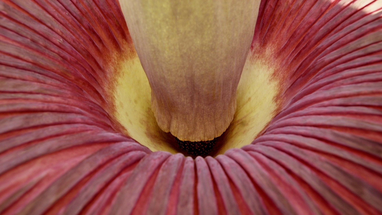 Big flower. Аморфофаллус титанический. The biggest Flower in the World. Аморфофаллус вагина клитория. Арум большой.