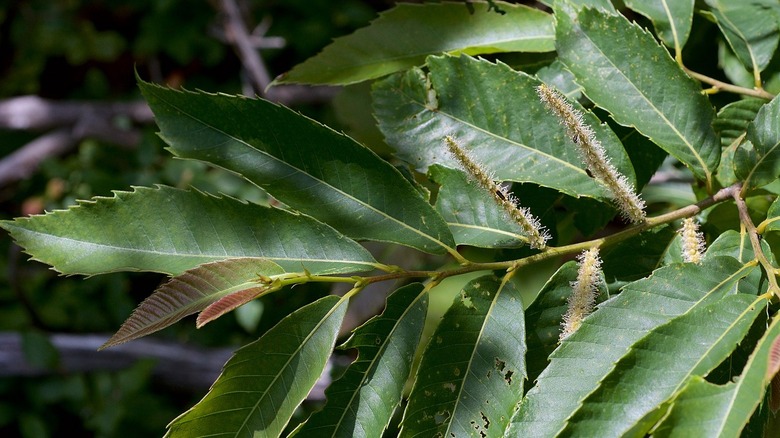 Ozark chinquapin