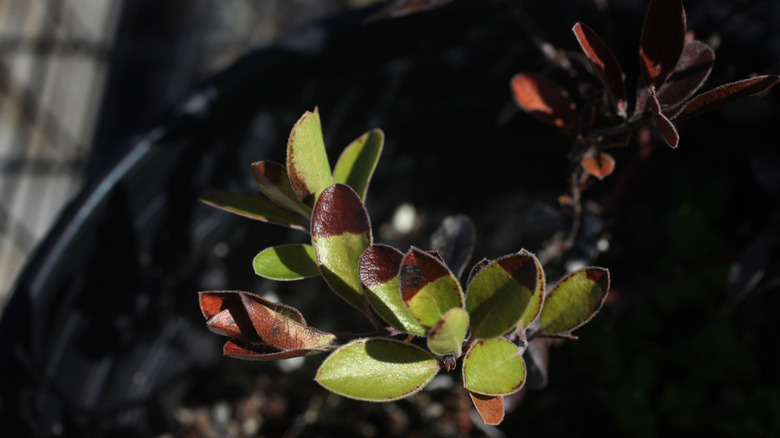 Franciscan manzanita cutting