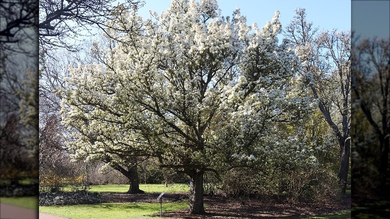 Bukharan pear in scotland in bloom