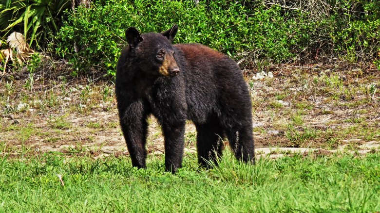 bear in the woods