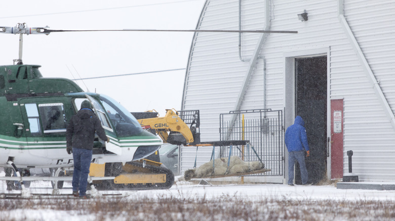 Polar bear taken into Holding Facility