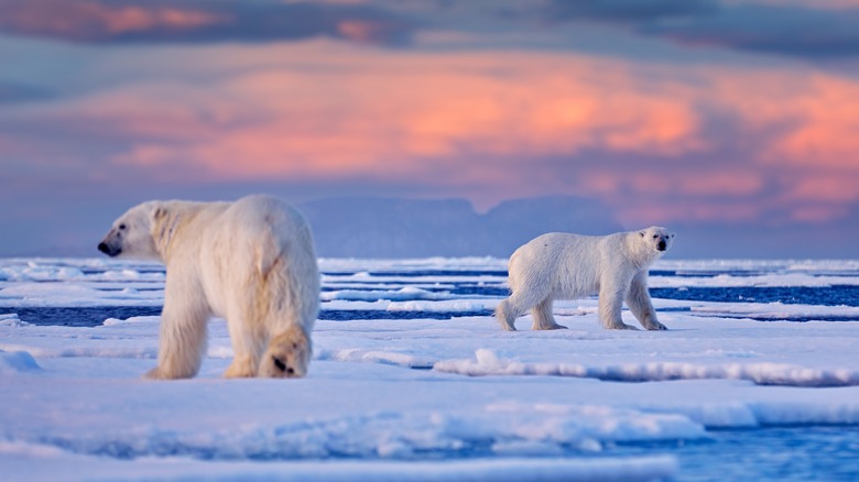 Two polar bears on the ice