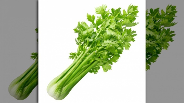 Celery stalk on white background