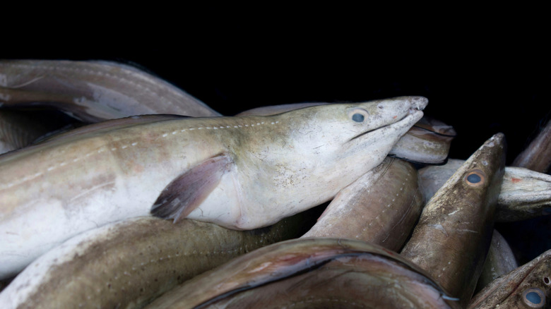 Photo of several eels