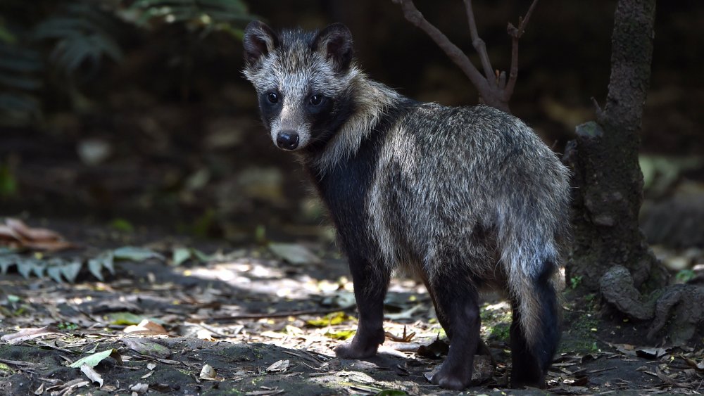 raccoon dog