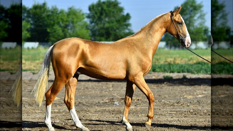 golden palomino horse walking